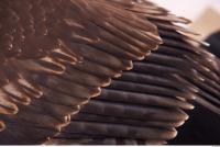 bird feathers 0014